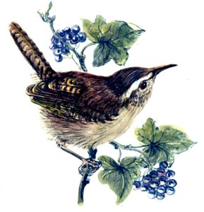 Scricciolo nell